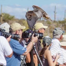 A hawk skims guests' heads during Raptor Free Flight